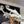 Bone-Dragon-Fursuit-Skull-Head-with-Moving-Jaw-Fantasy-Creature-Cosplay-Head_2