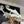 Bone-Dragon-Fursuit-Skull-Head-with-Moving-Jaw-Fantasy-Creature-Cosplay-Head_7