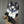 Midnight Charcoal and Snow White Wolf Toony Partial Fursuit Set